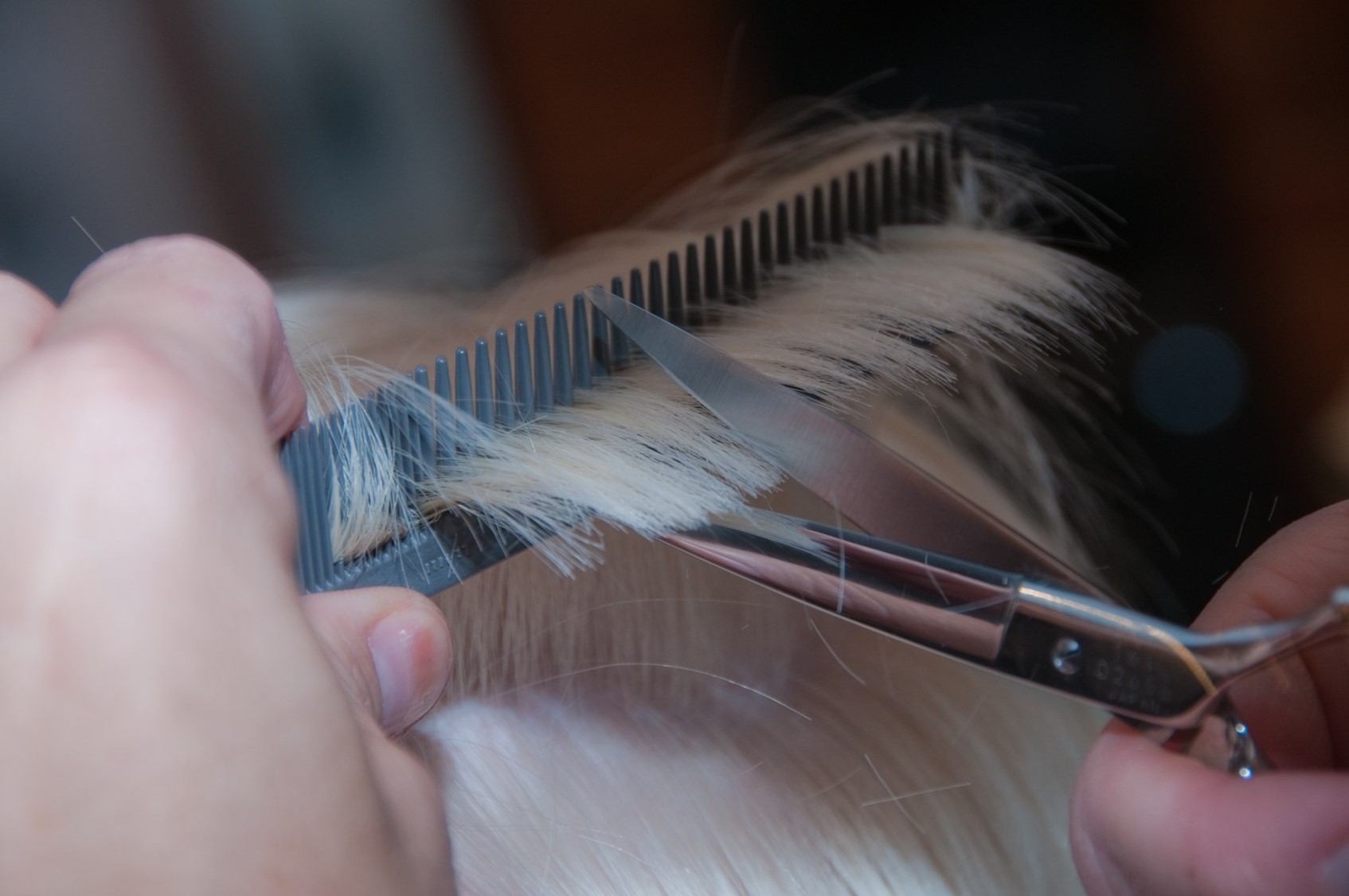 Cutting blonde hair